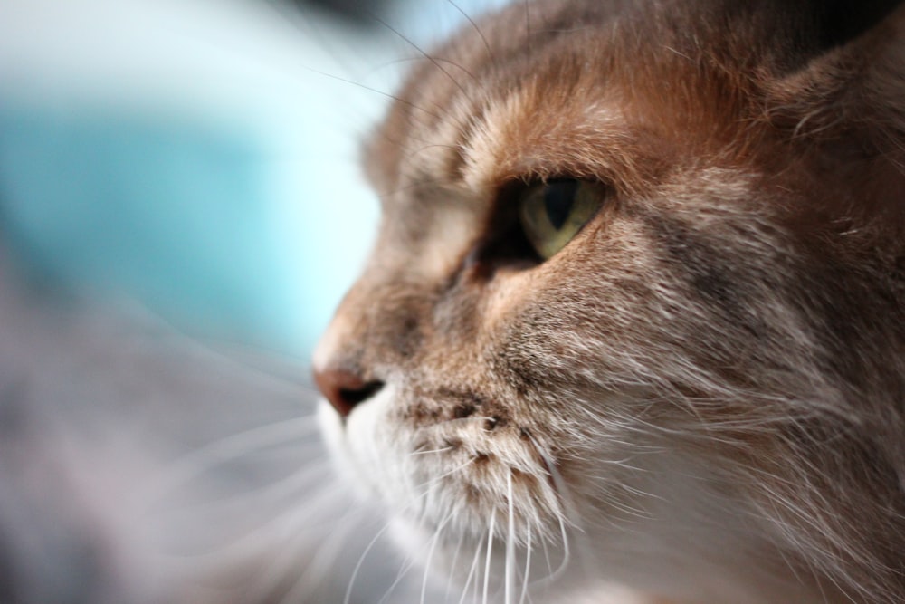 a close up of a cat with a blurry background