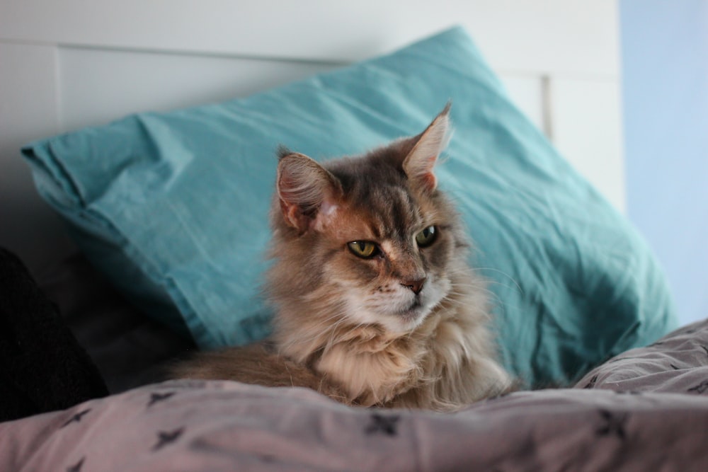 a cat sitting on top of a bed next to a pillow