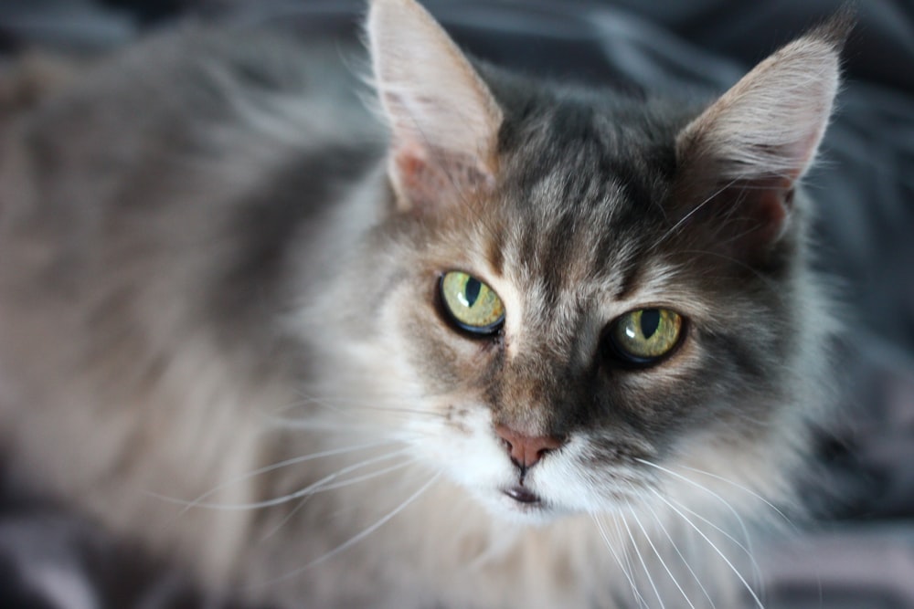 a close up of a cat with green eyes