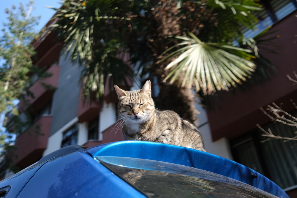 Eine Katze sitzt auf einem blauen Mülleimer