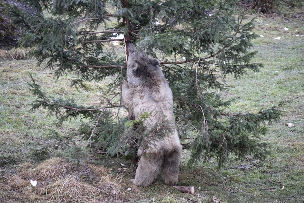 a bear that is standing up against a tree
