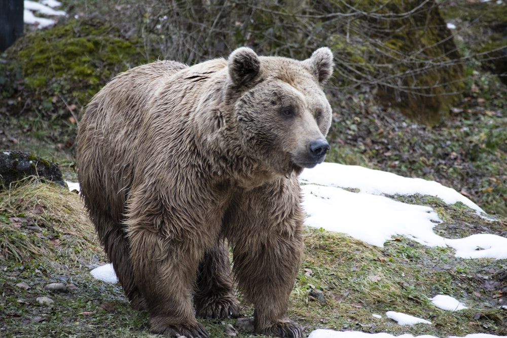 a large brown bear standing on top of a snow covered ground