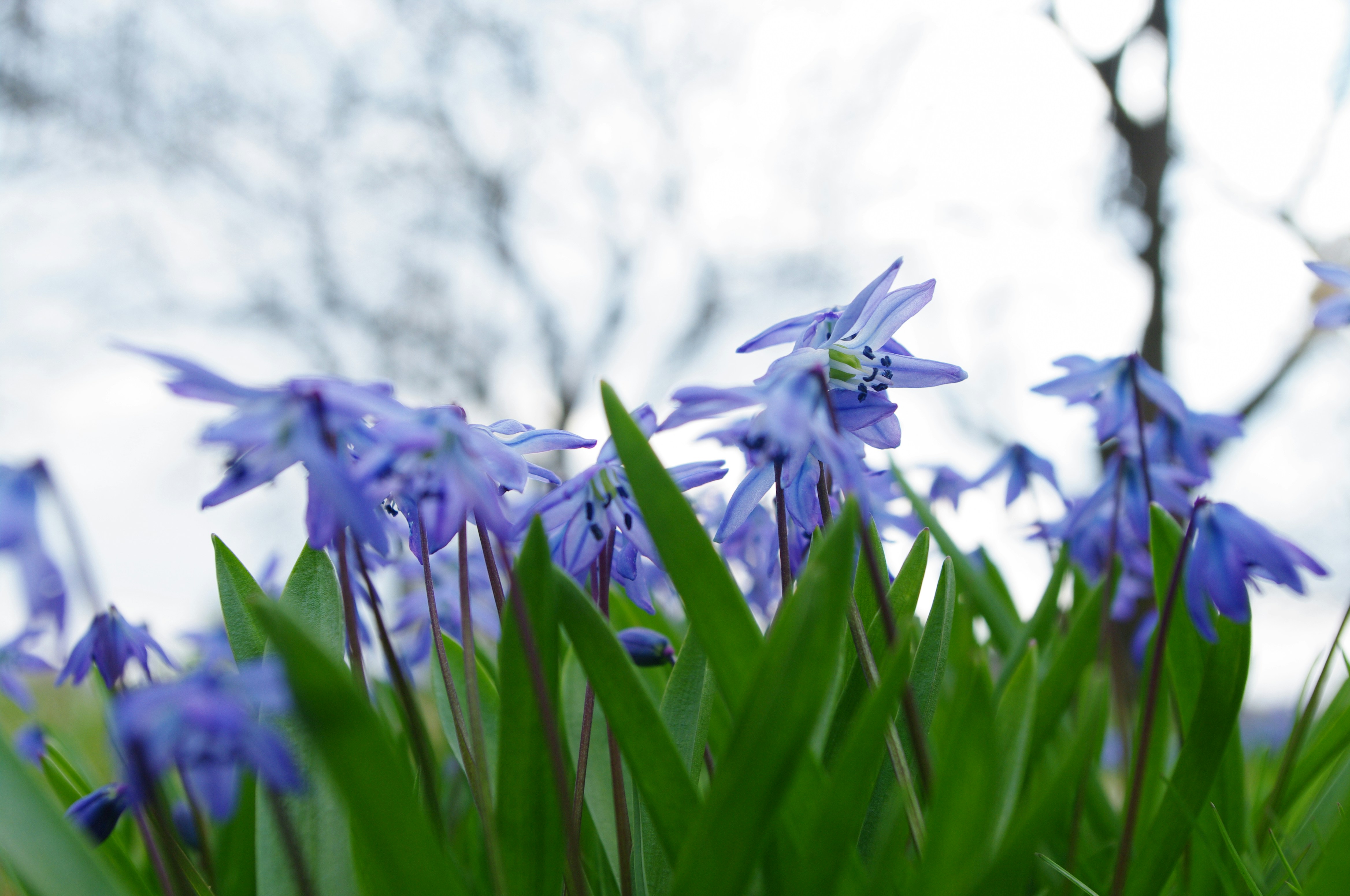 a bunch of blue flowers that are in the grass