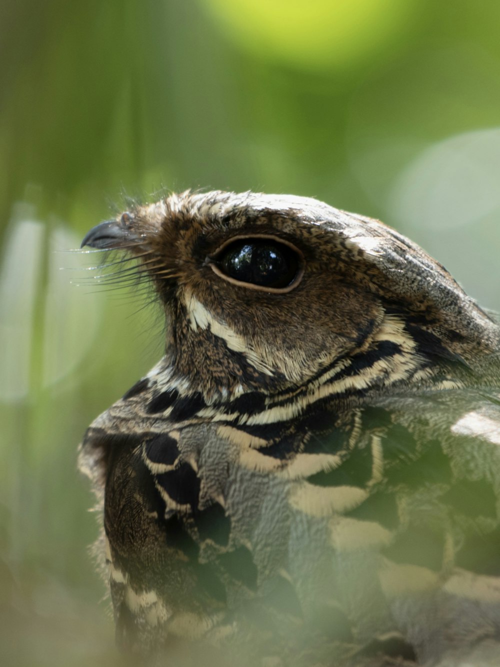 a close up of a bird with a blurry background