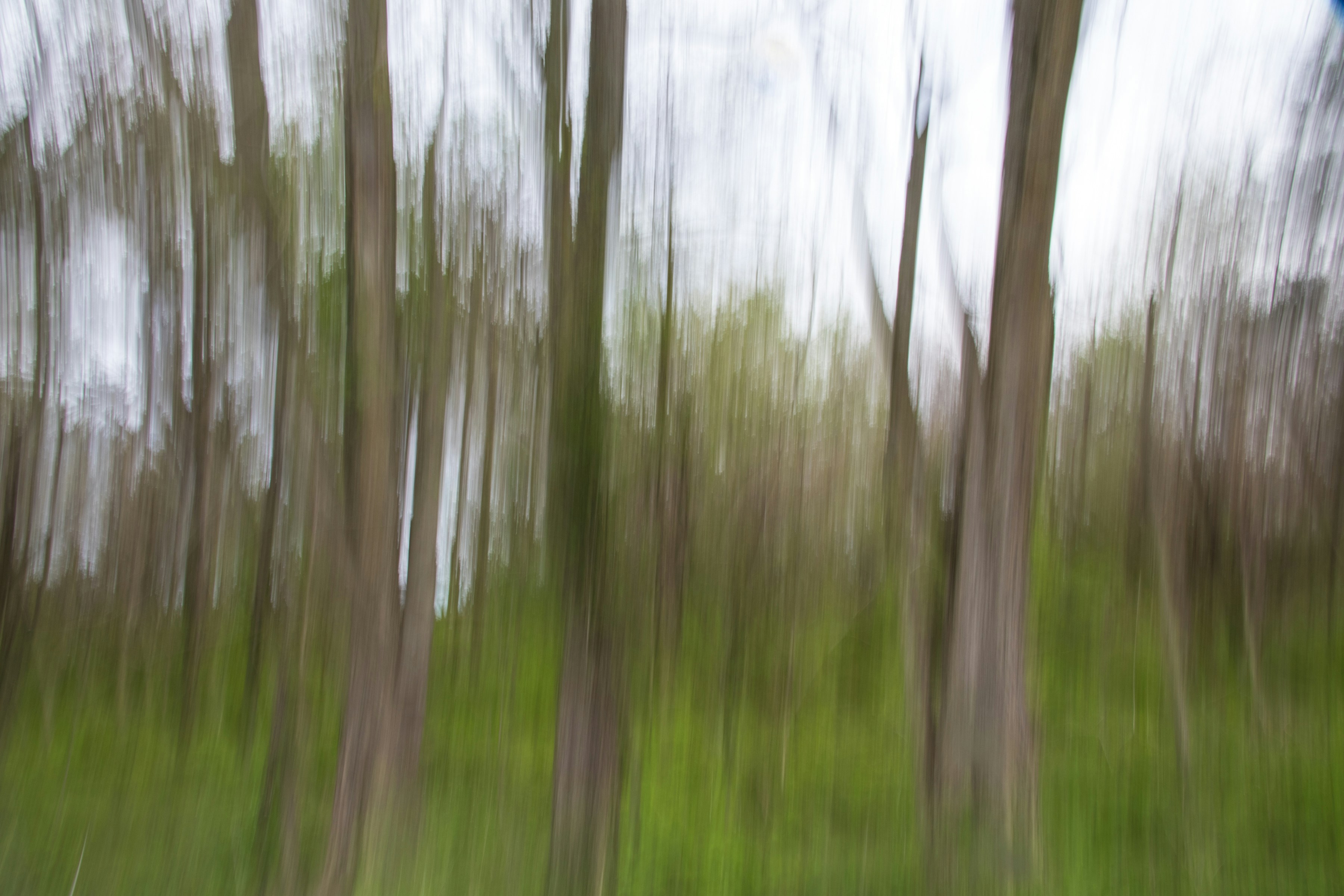 a blurry photo of trees in a forest