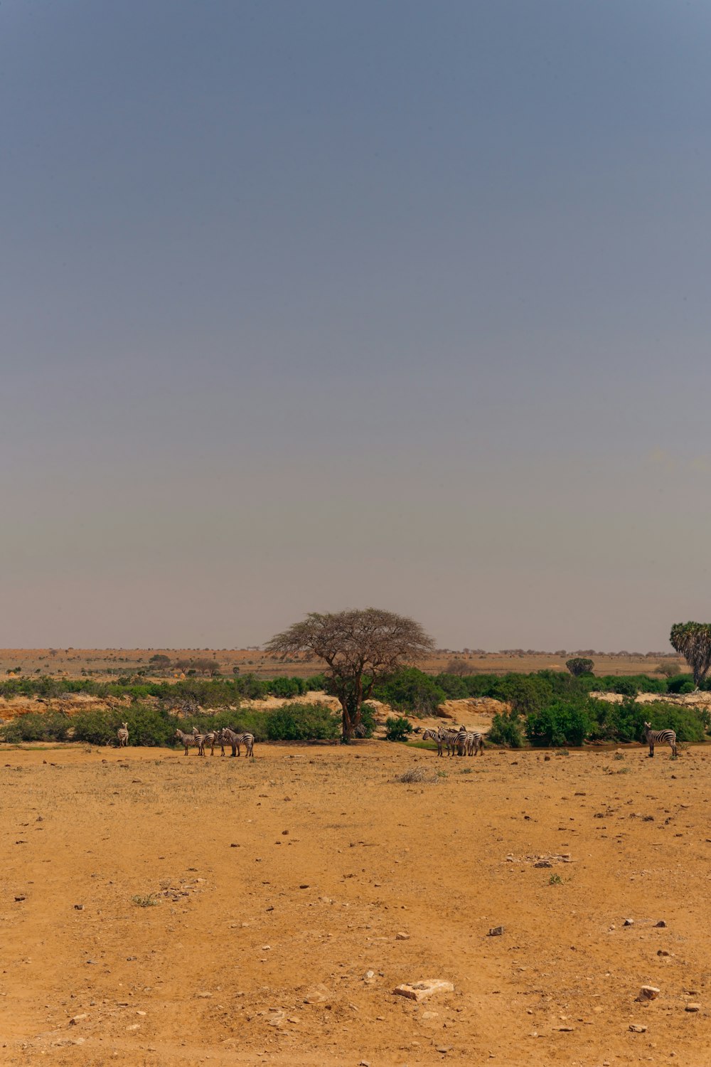 um rebanho de animais caminhando através de um campo coberto de grama seca