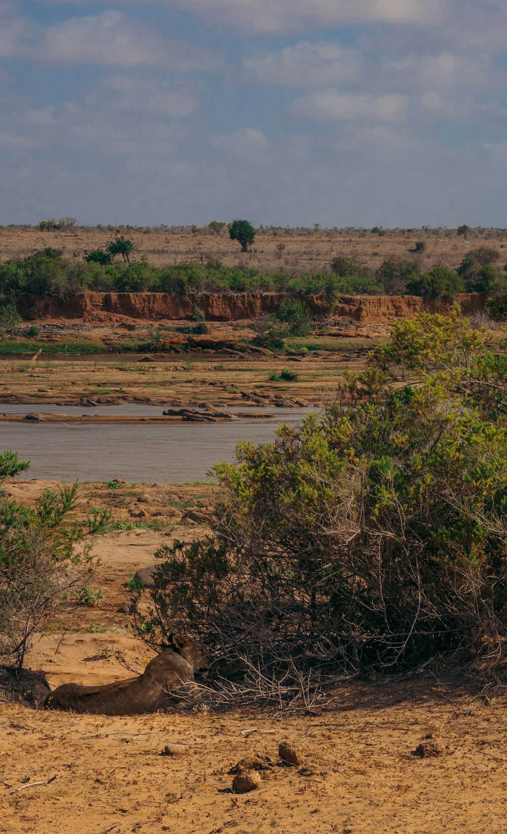 a giraffe standing next to a body of water