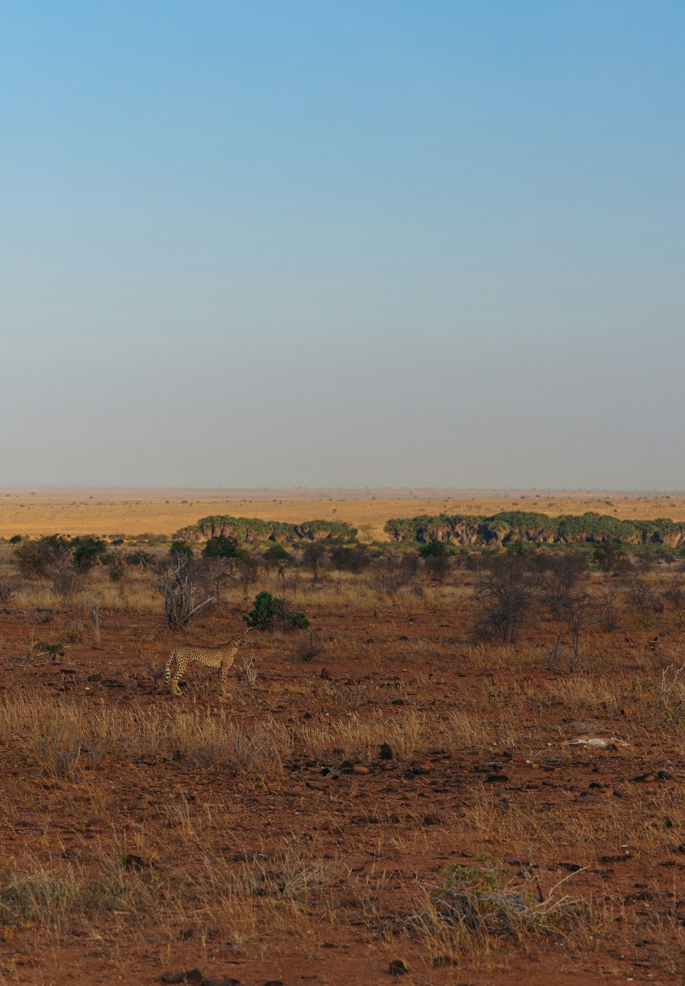uma girafa solitária de pé no meio de um campo