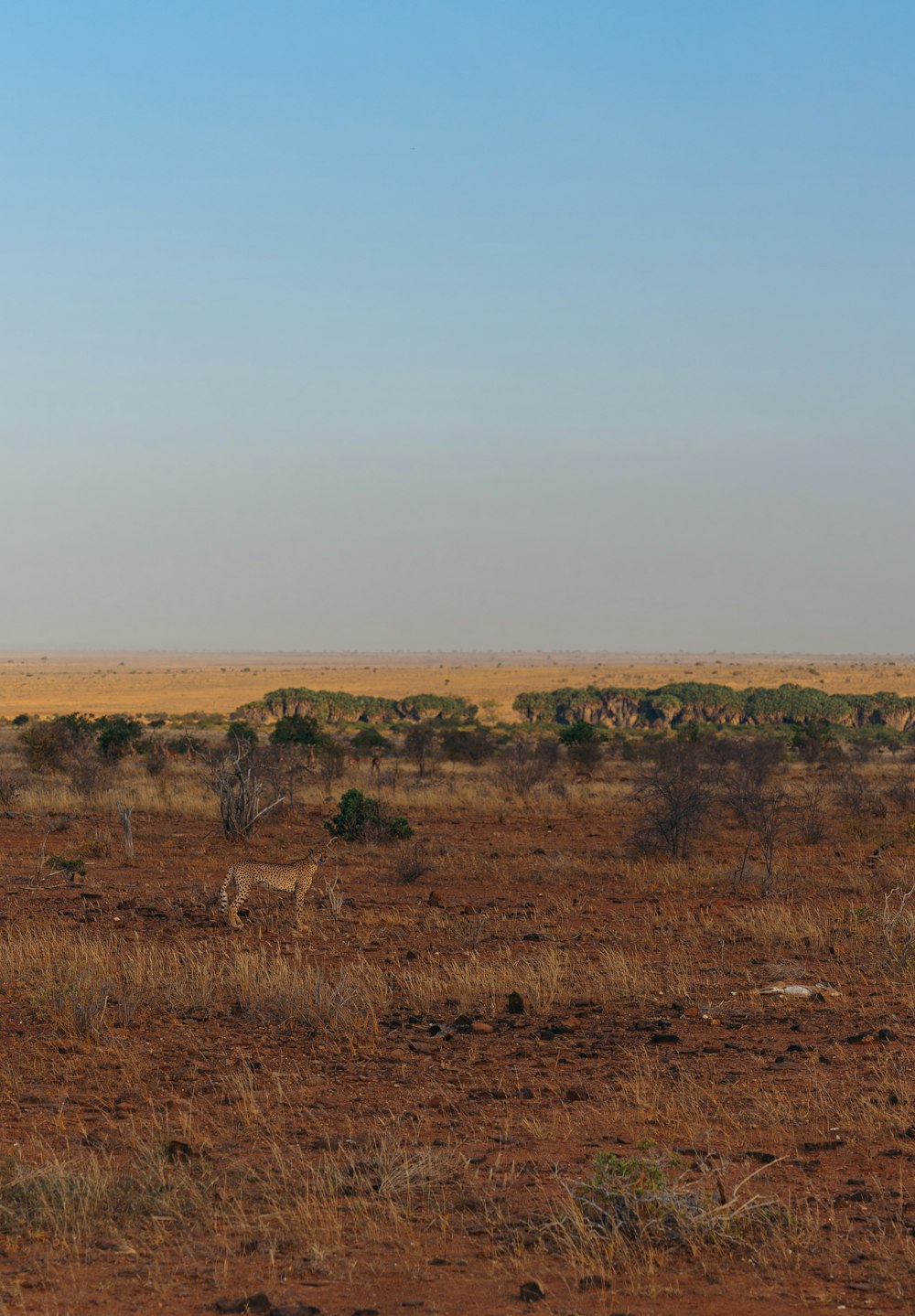 a lone giraffe standing in the middle of a field