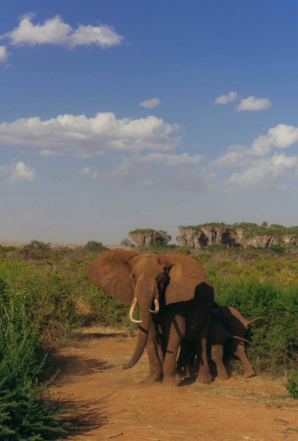 a herd of elephants walking across a dirt road
