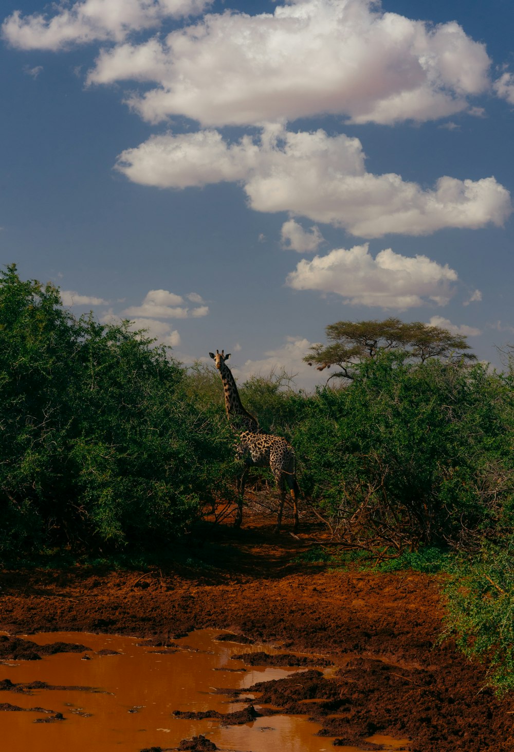 a giraffe standing in the middle of a forest