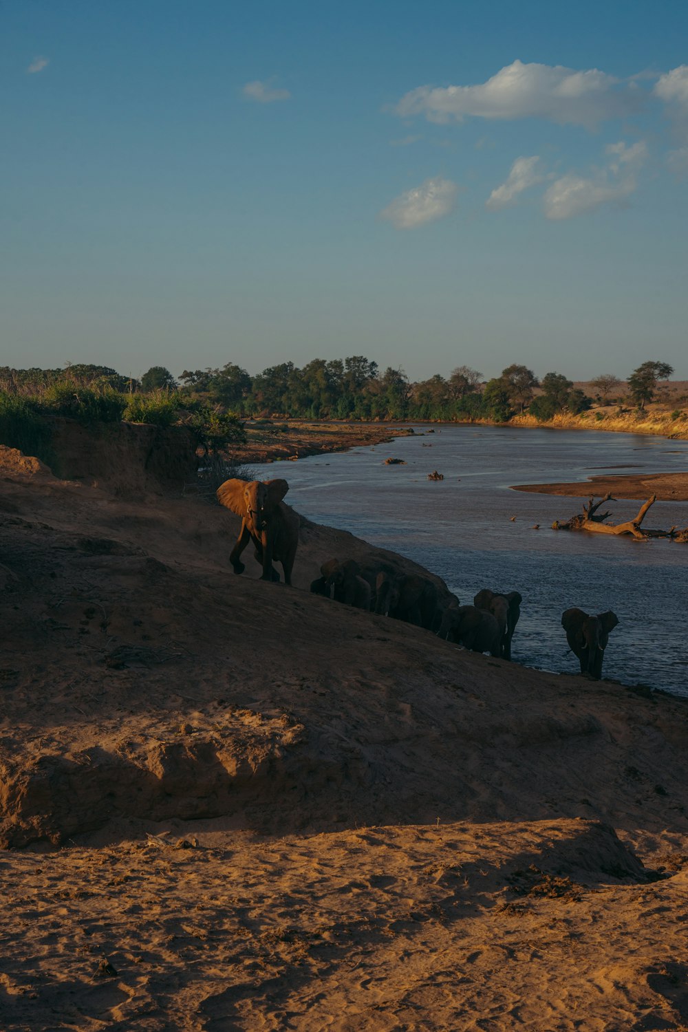 a herd of cattle walking along a river bank