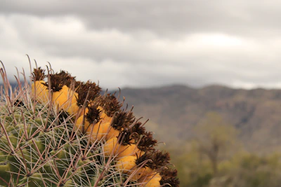 Close-up of native cacti and wildflowers growing on raw land.