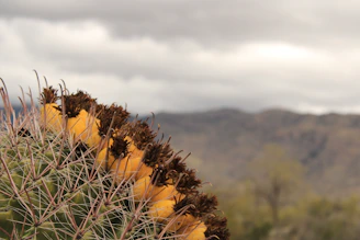 Close-up of native cacti and wildflowers growing on raw land.