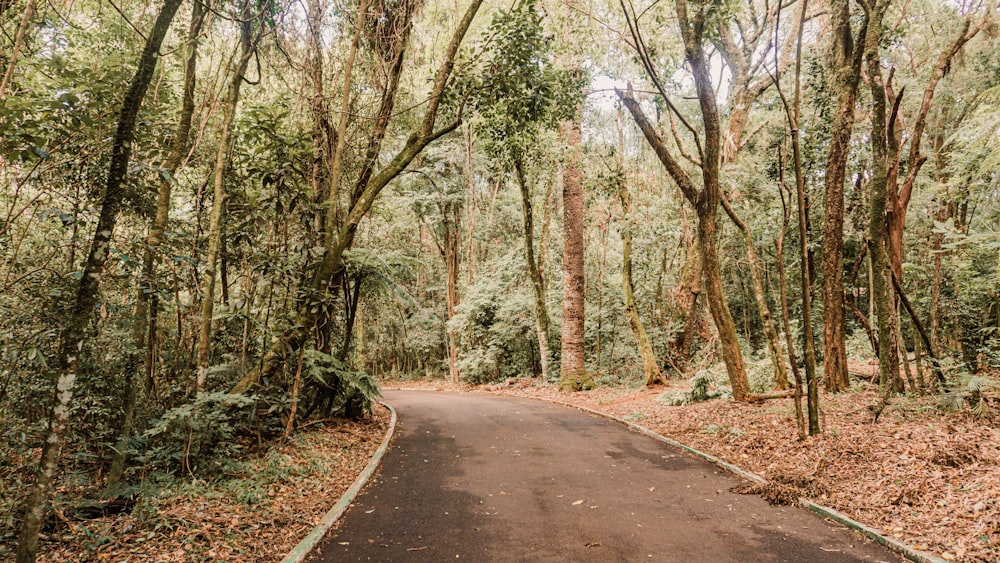 a paved road in the middle of a forest