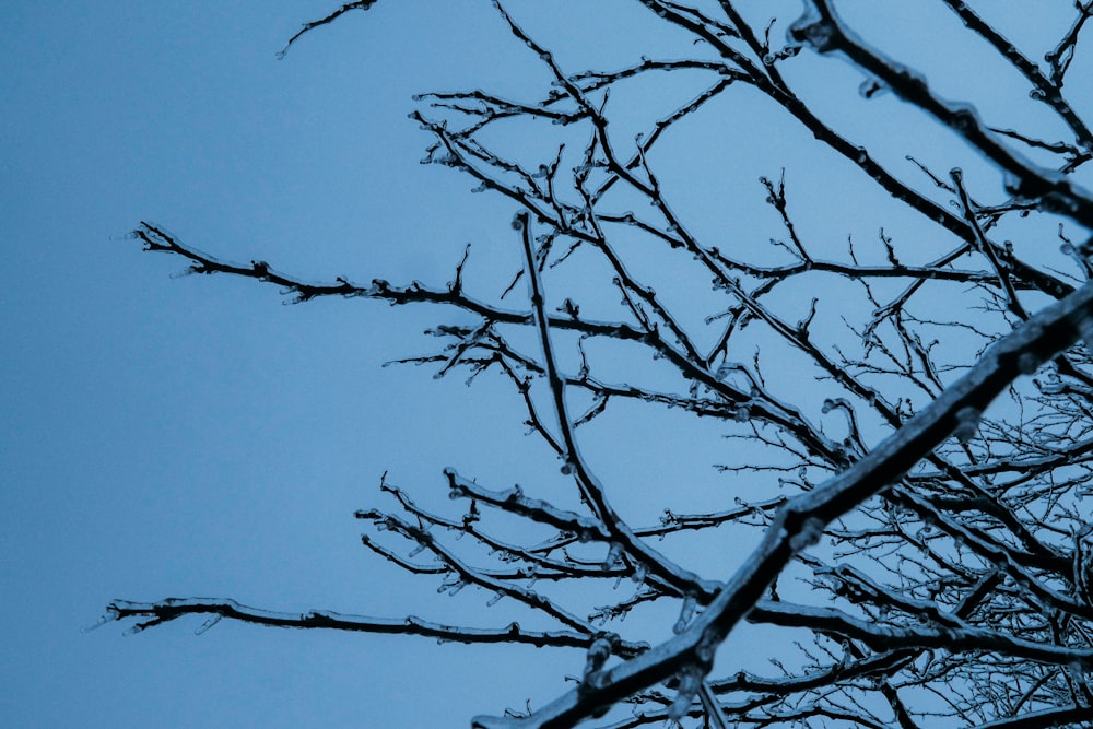 the branches of a tree are covered in snow