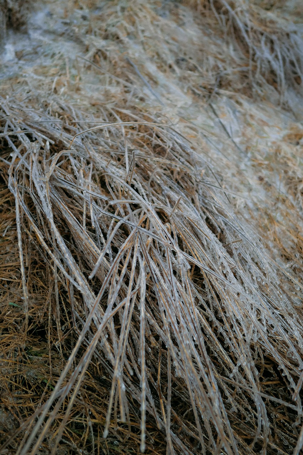 ein Haufen Gras, das auf dem Boden liegt