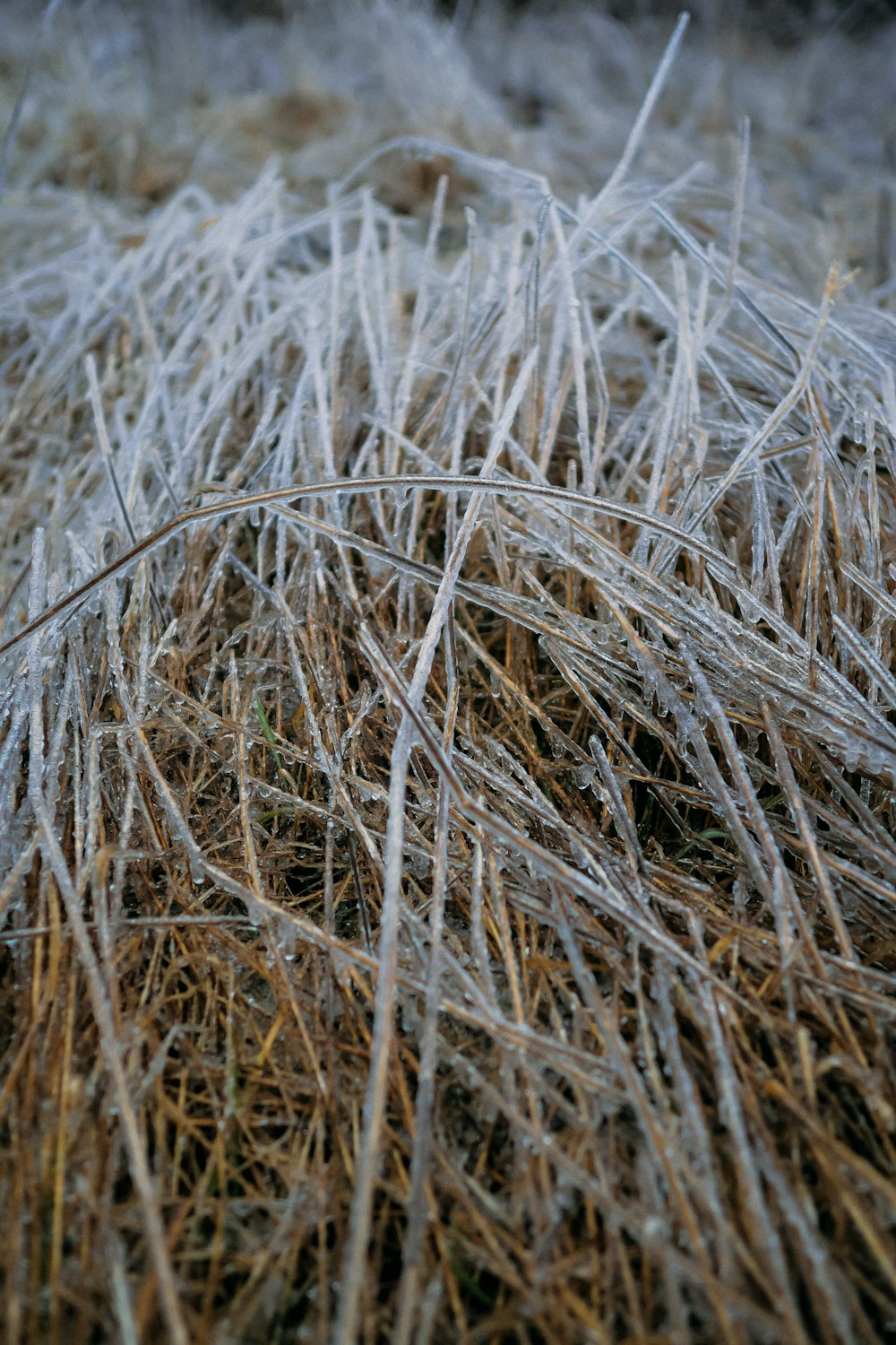 a bunch of grass that is covered in ice