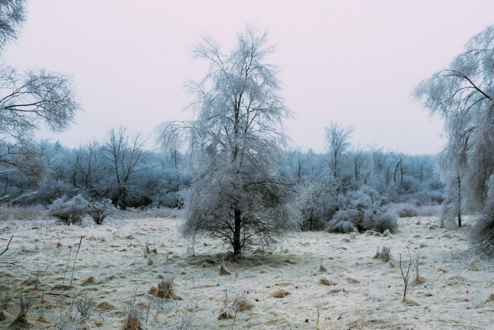 a frosty field with trees and bushes