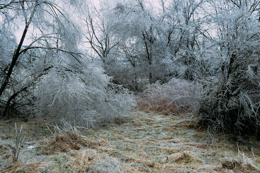 a field covered in frost next to trees