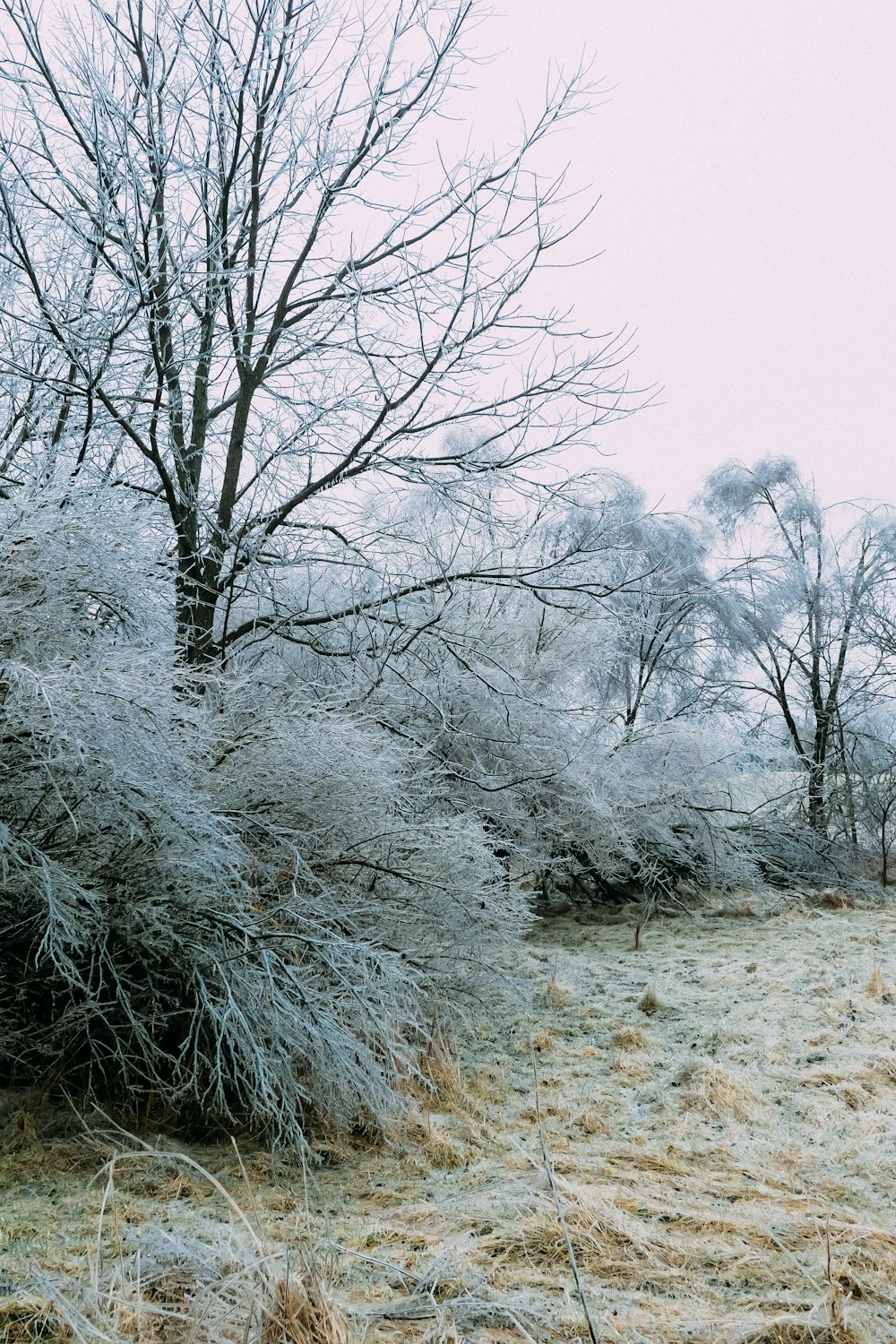 a field covered in snow next to trees