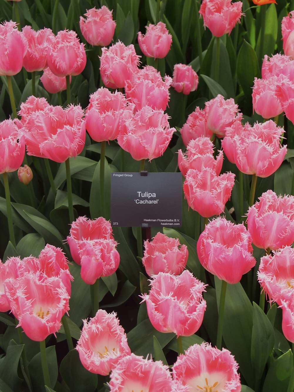 um campo de tulipas cor-de-rosa com uma etiqueta no meio