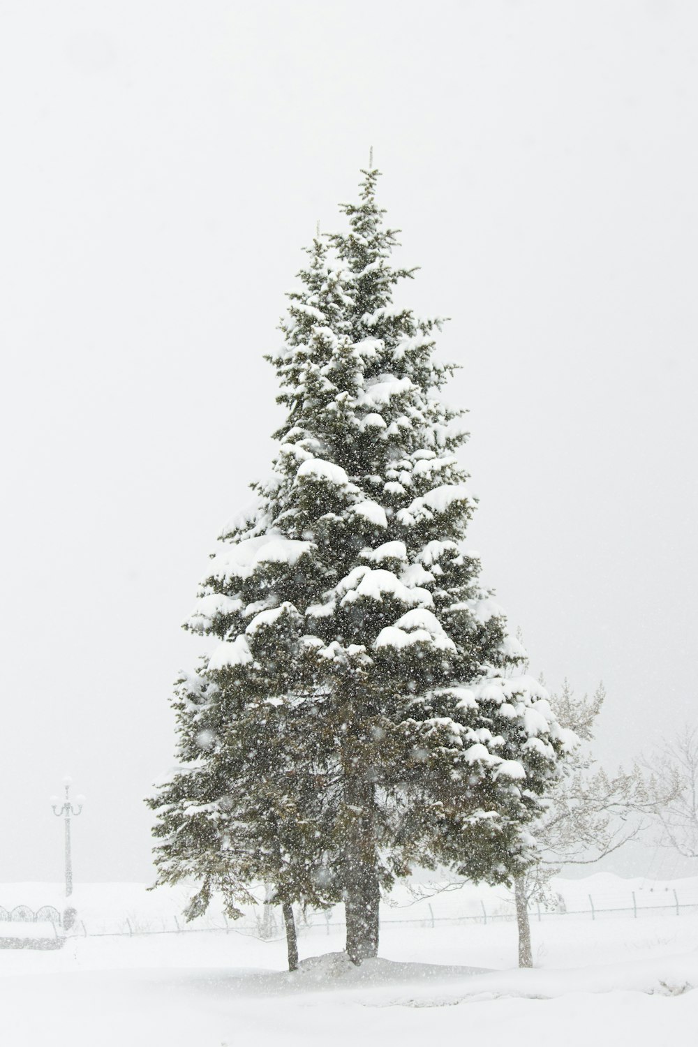 a snow covered pine tree in a snowy field