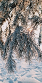 A serene winter morning with frosted branches, a pair of knitted gloves, and warm candlelight by a window.