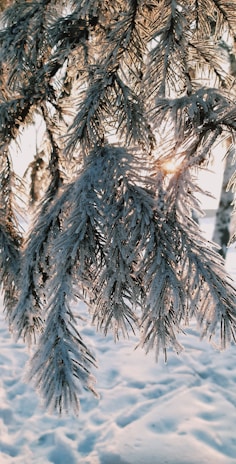 A serene winter morning with frosted branches, a pair of knitted gloves, and warm candlelight by a window.