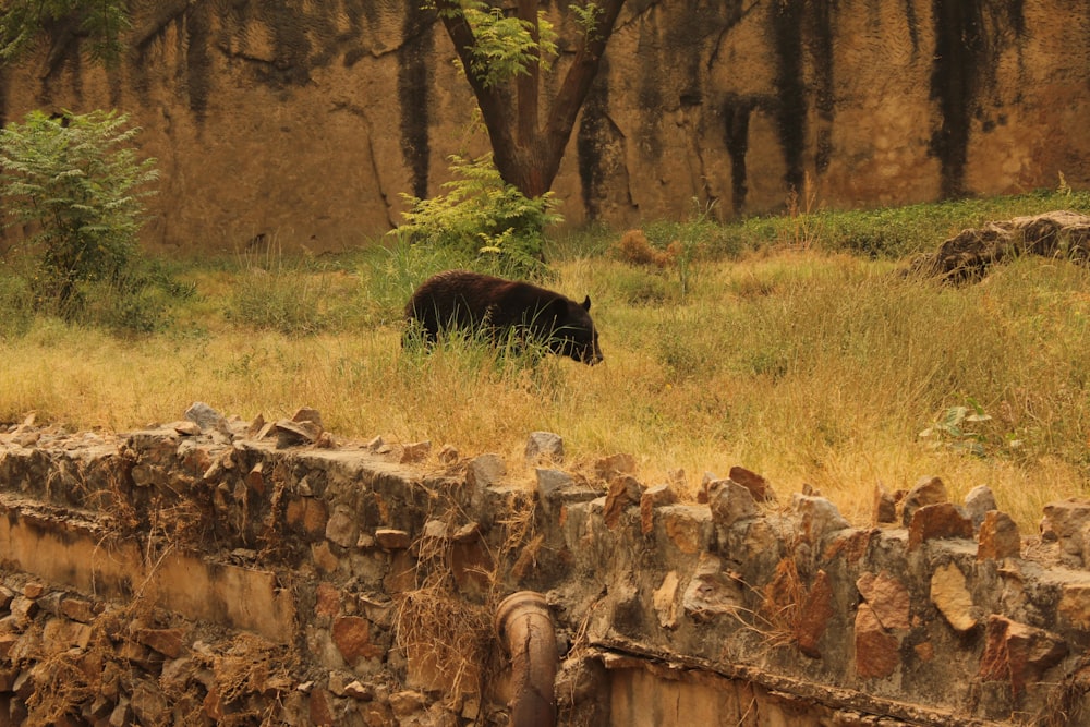 a black bear is standing in a grassy field