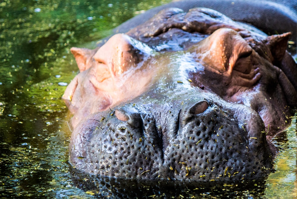 a hippopotamus is submerged in a body of water