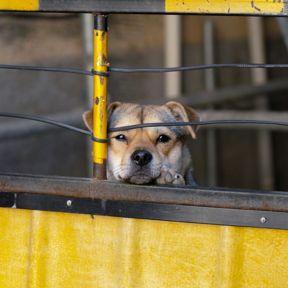 a dog looking out of a yellow fence