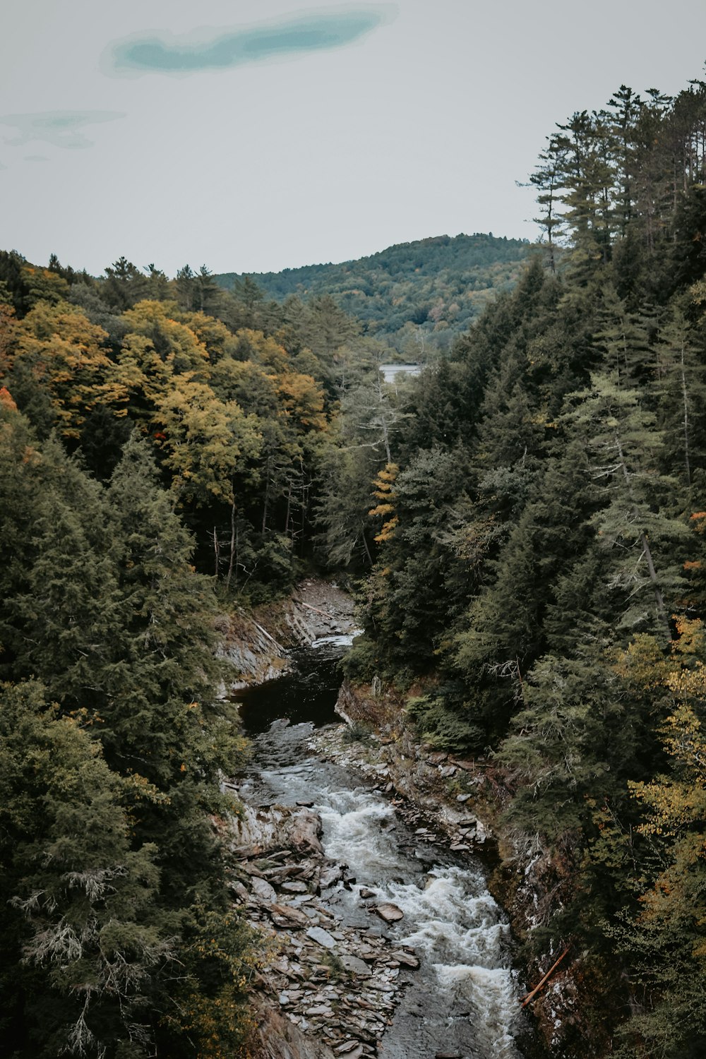 a river running through a lush green forest