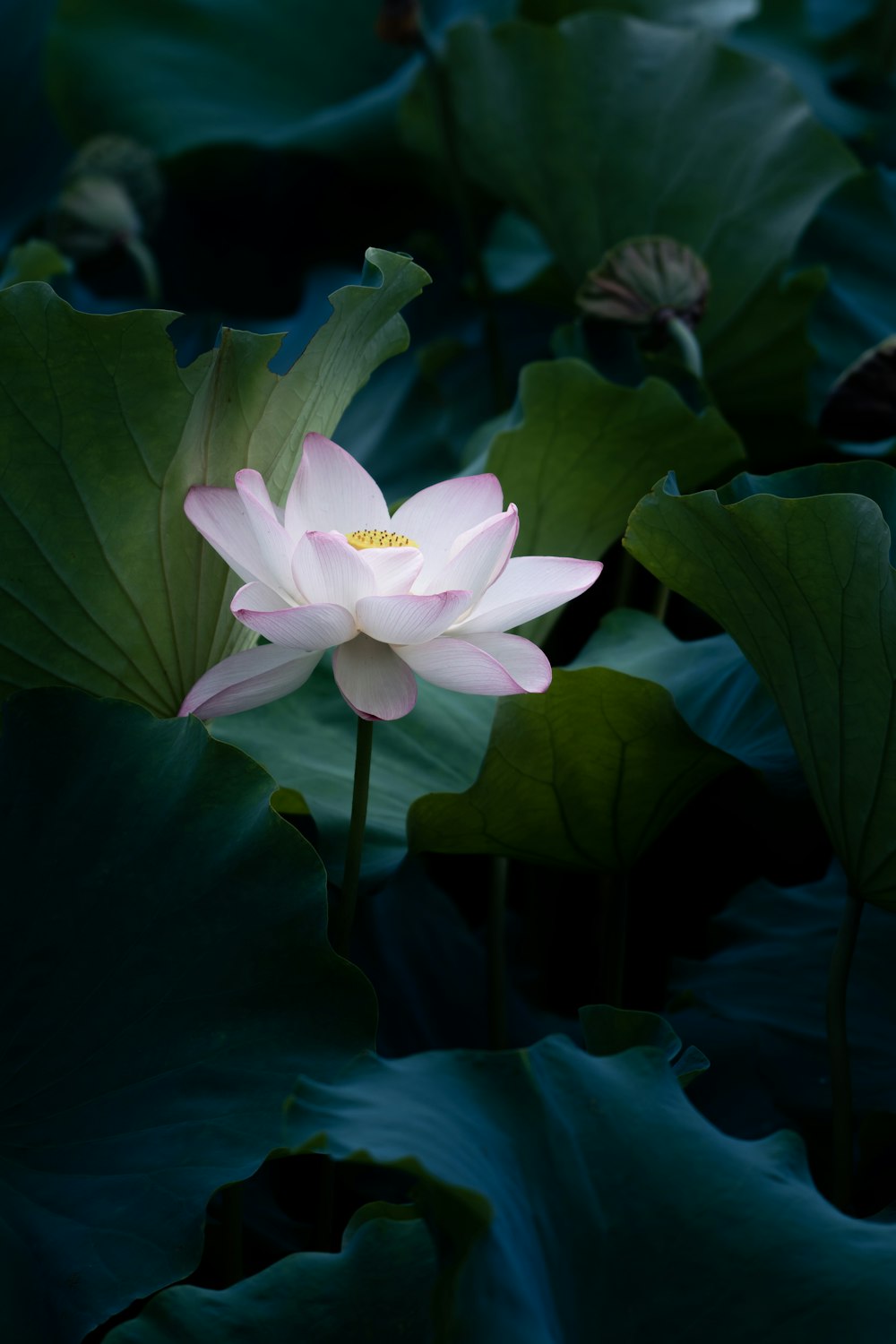 a pink lotus flower sitting on top of green leaves