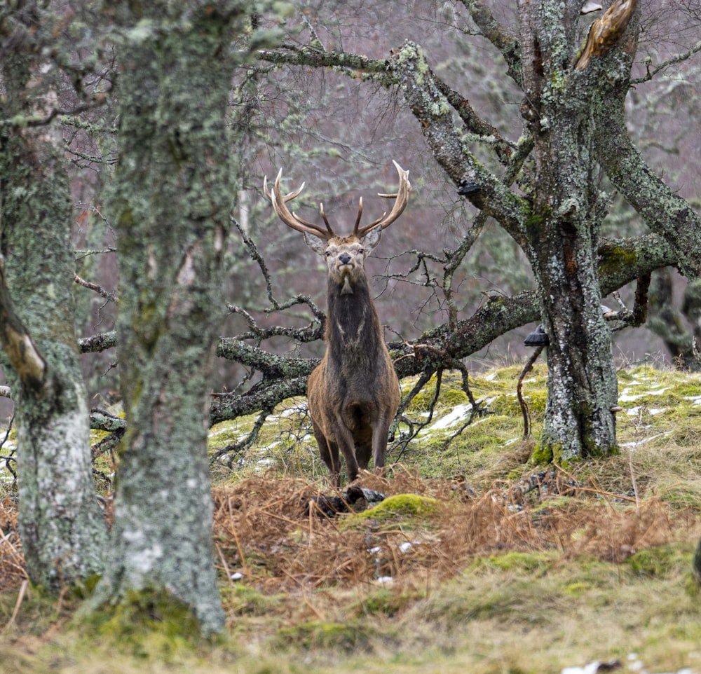 a deer standing in the middle of a forest