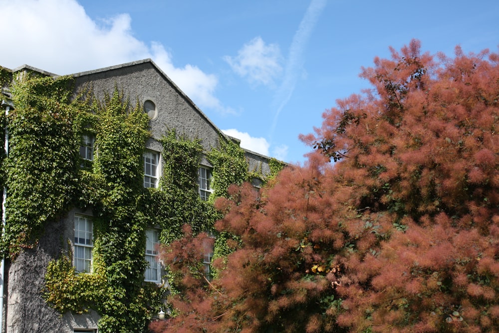 a building covered in vines and flowers next to a tree