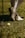 A person wearing white golf shoes and knee-high socks stands on grass. A yellow golf ball lies on the ground near a golf club with a metallic head.
