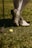 A person wearing white golf shoes and knee-high socks stands on grass. A yellow golf ball lies on the ground near a golf club with a metallic head.
