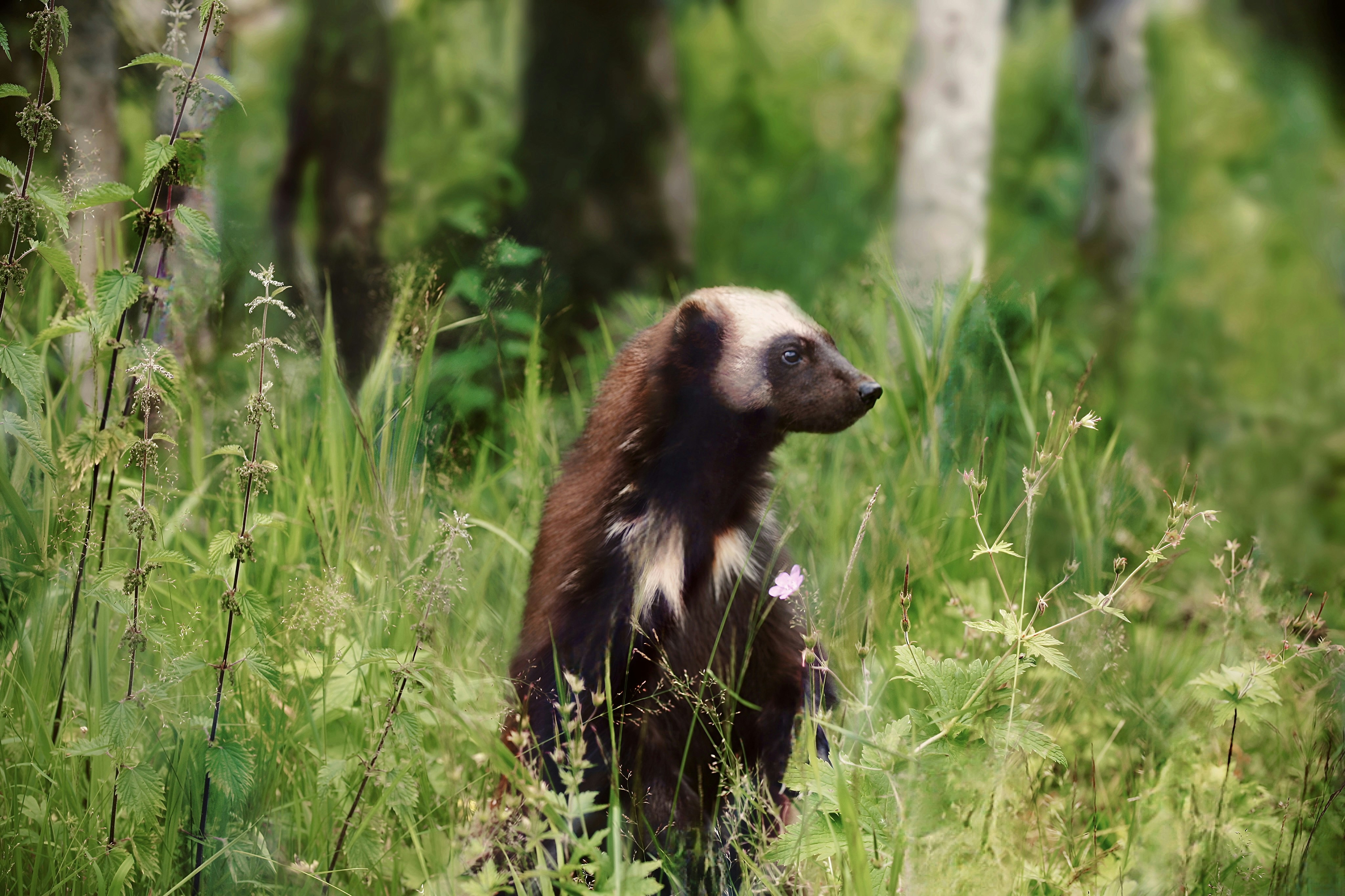 a small brown and white animal standing in tall grass