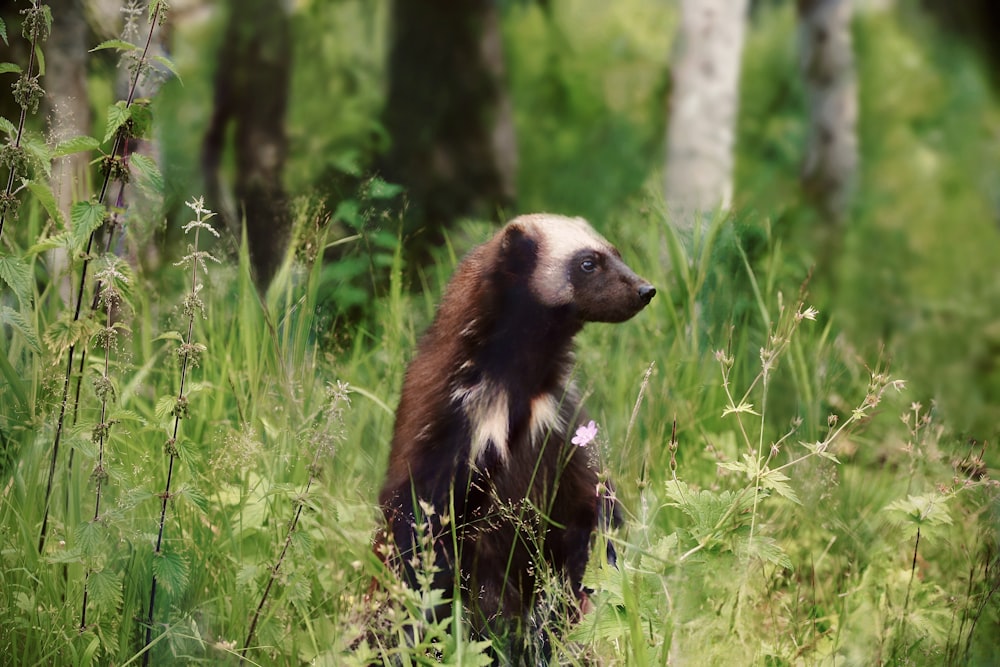 a small brown and white animal standing in tall grass