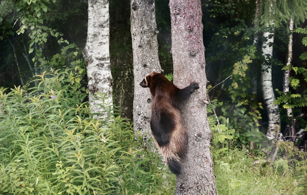 a bear climbing up a tree in a forest