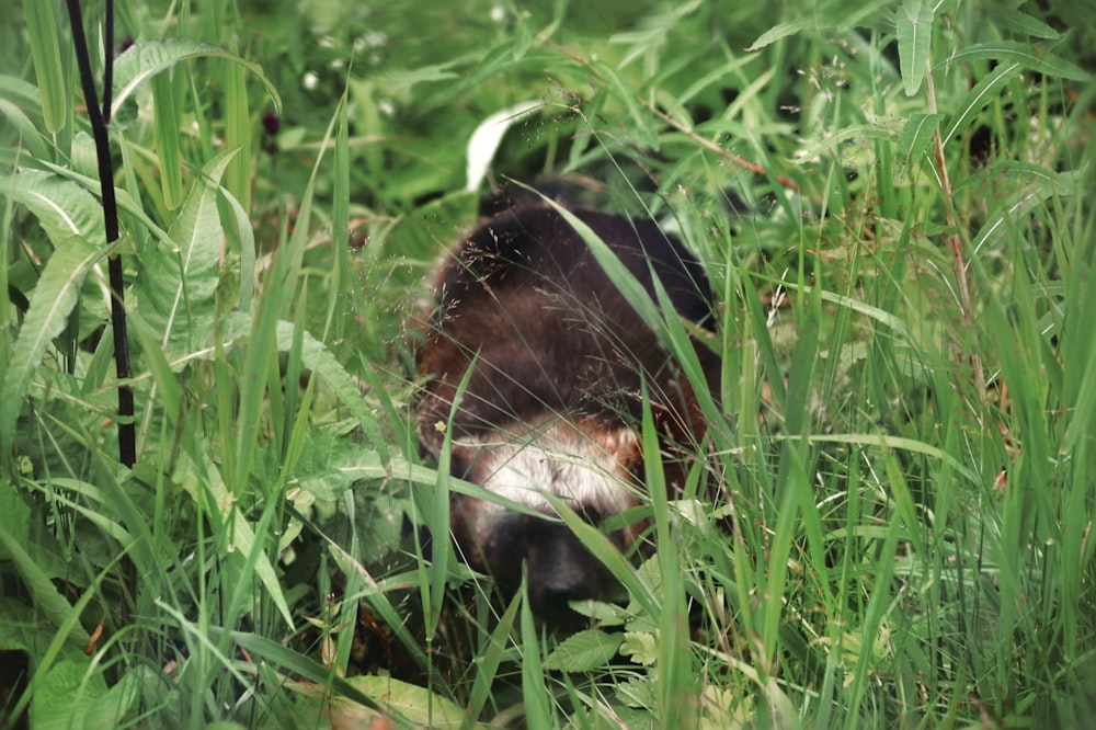 a dog in a field of tall grass