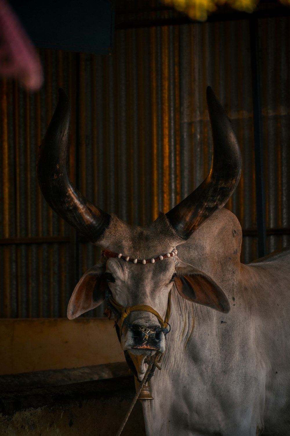 a bull with large horns standing next to a building