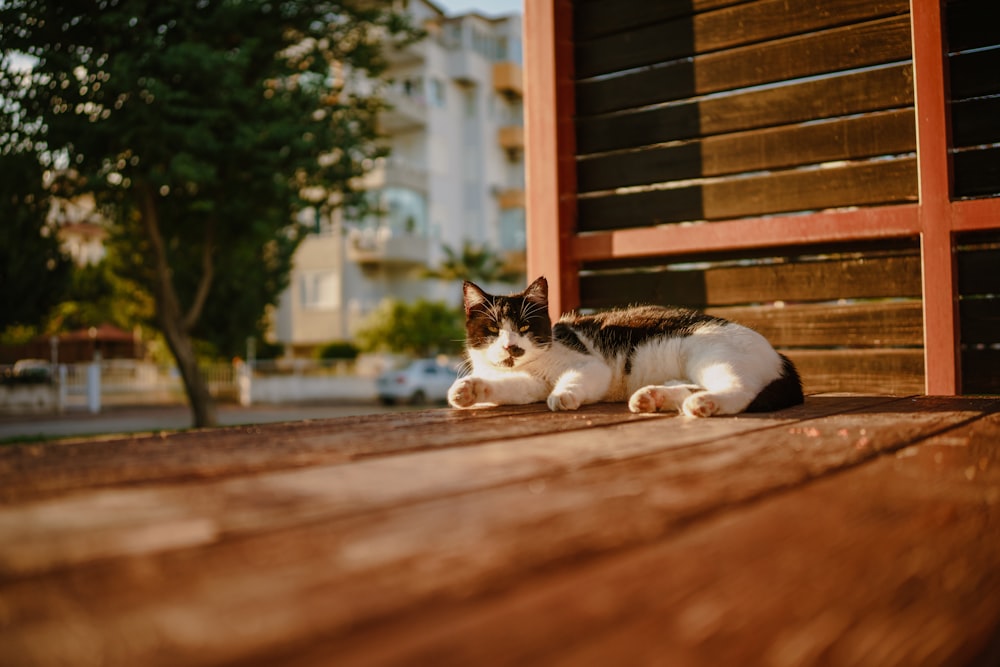 a black and white cat laying on top of a wooden bench