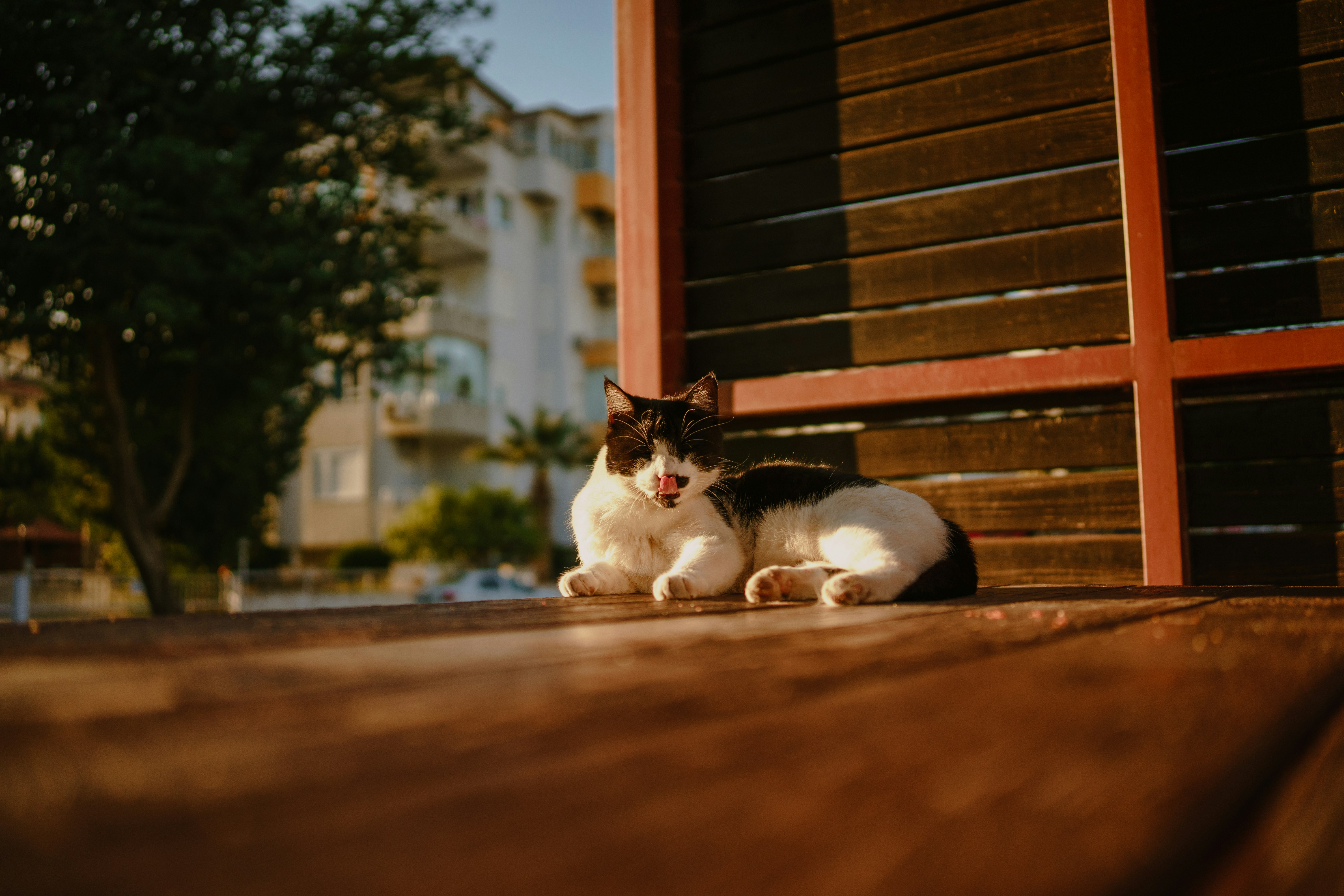 a black and white cat laying on a wooden floor, Relaxing cat. Konyaalti, Antalya, Turkiye. December 2022.