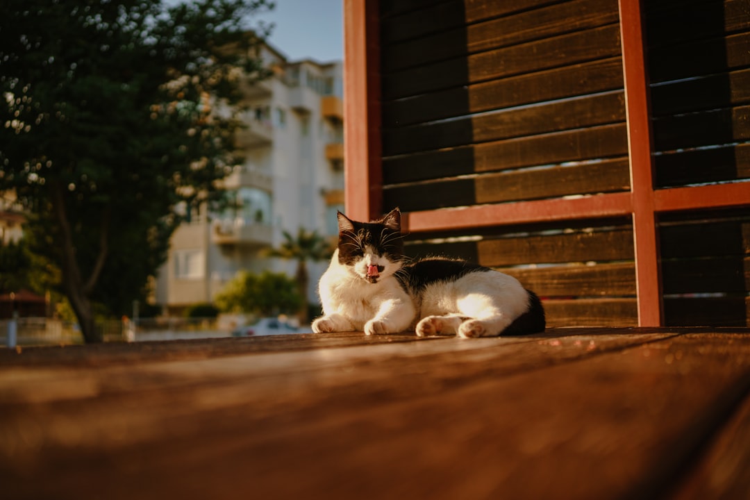 New Requirements for Traveling with Pets from North America Startin… — New Requirements for Traveling with Pets