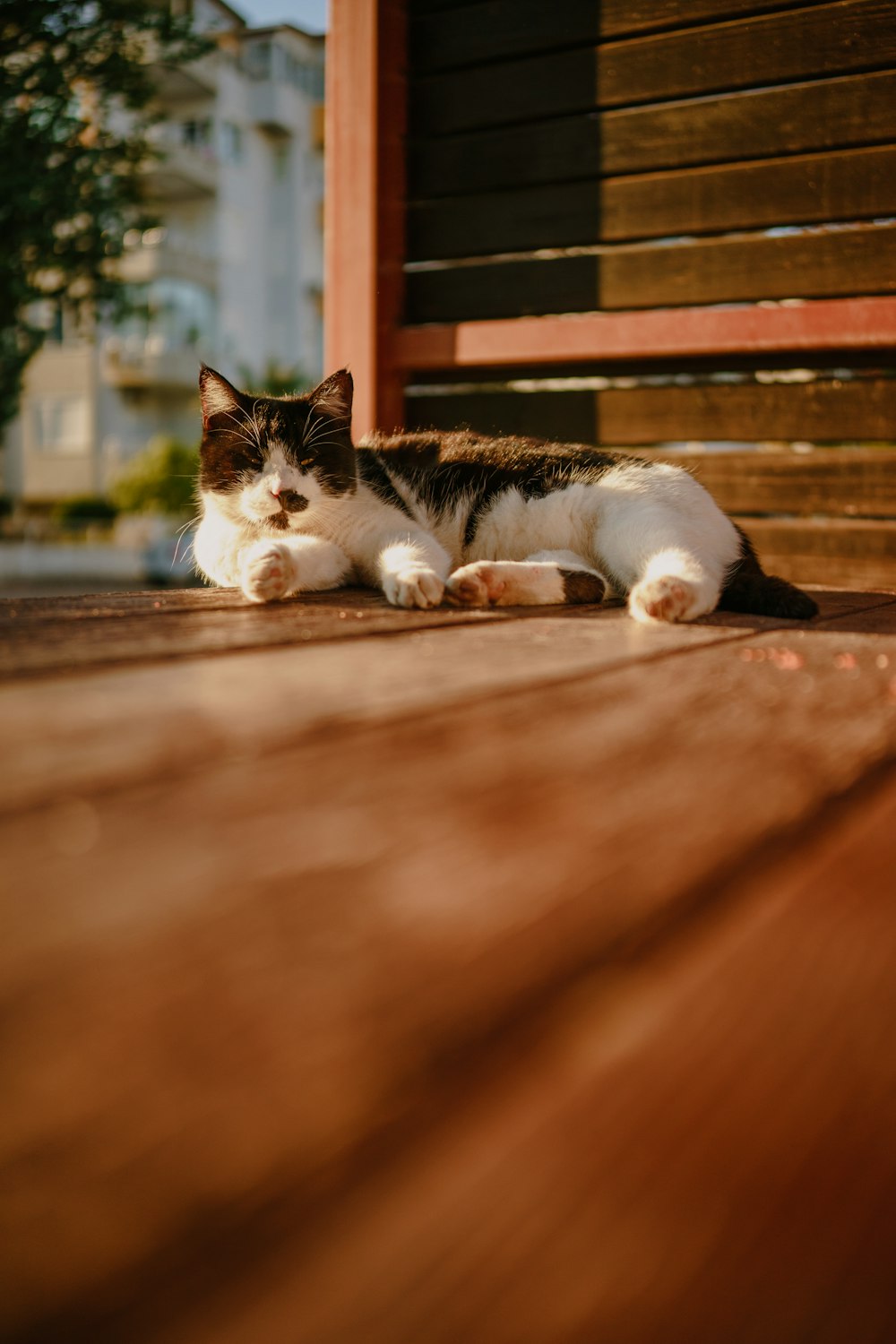 a black and white cat laying on top of a wooden floor