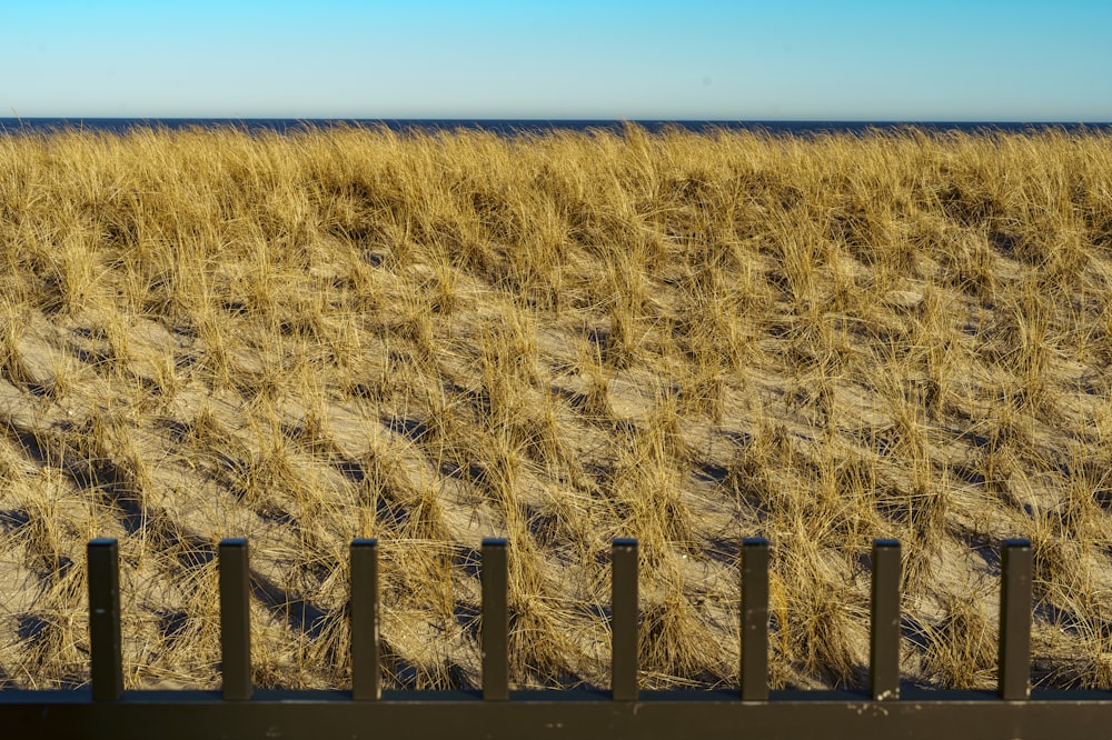 a field of dry grass next to a fence