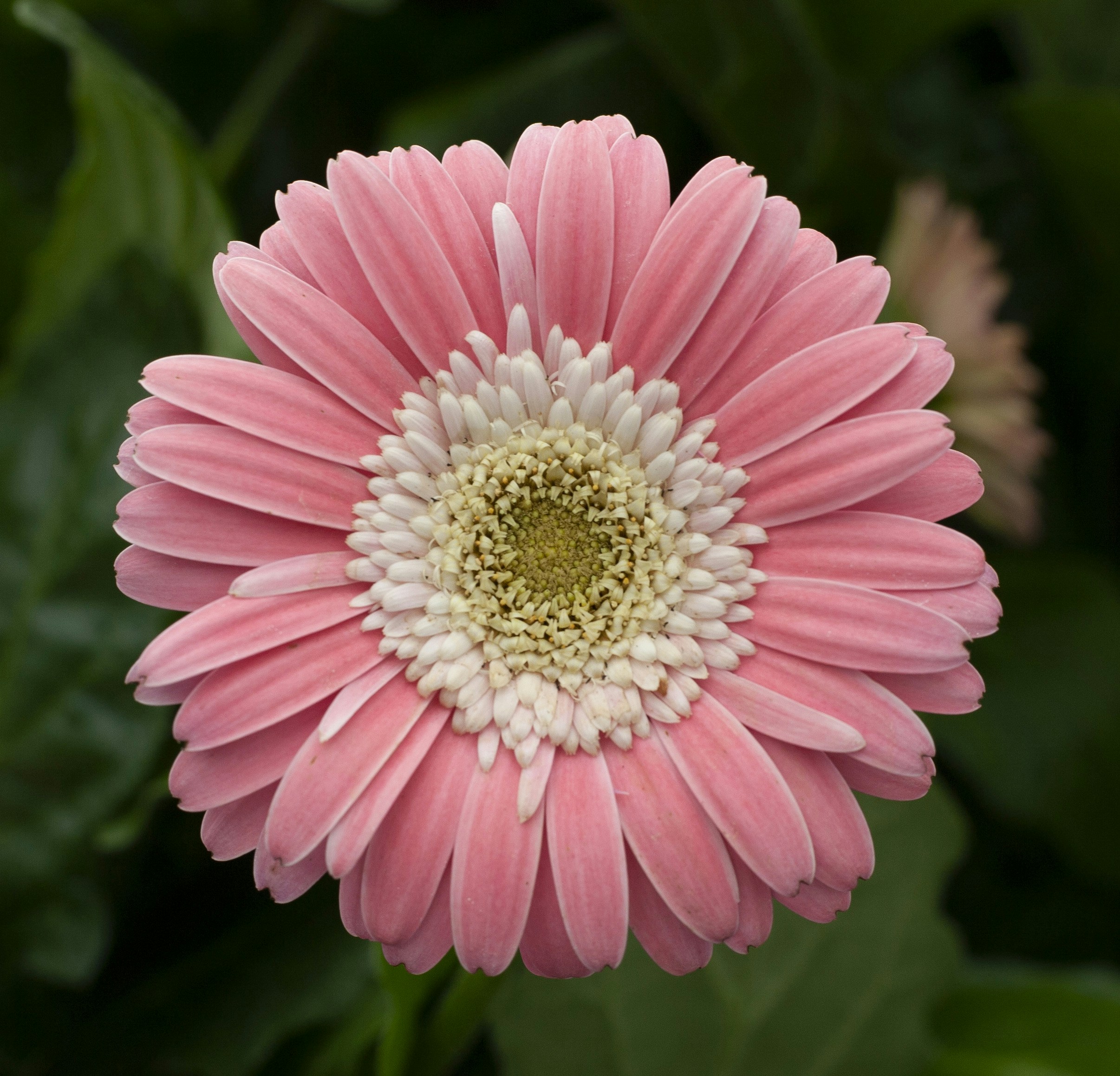 Photo by plaintextures