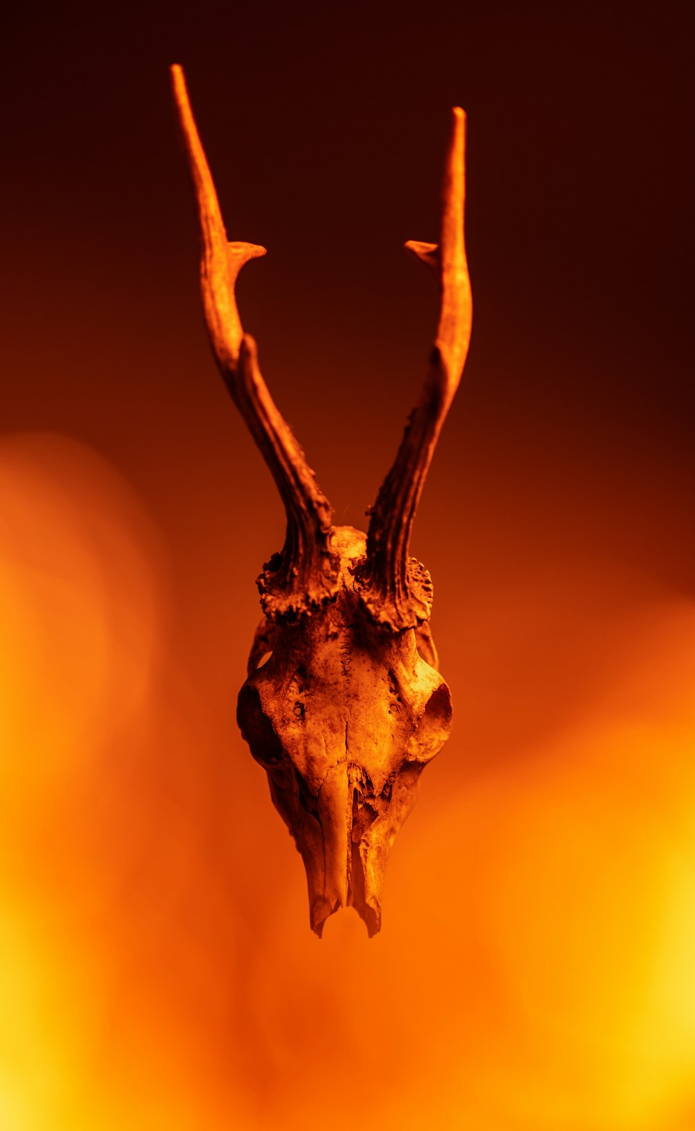 a close up of an animal skull hanging from a hook